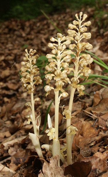 File:Neottia nidus-avis plants.jpg