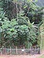 ʻĀhuimanu Stream fence and tunnel at Hui Kelu St.