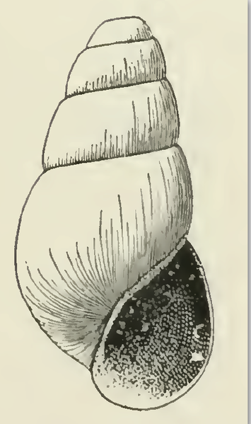 File:Odostomia cypria 001.png