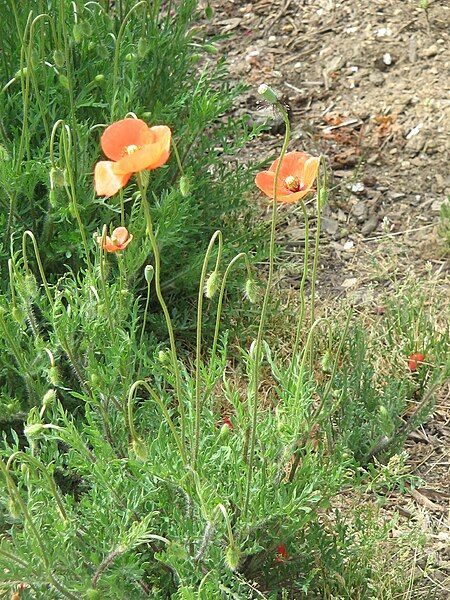 File:Papaver dubium001.jpg