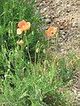 Papaver dubium