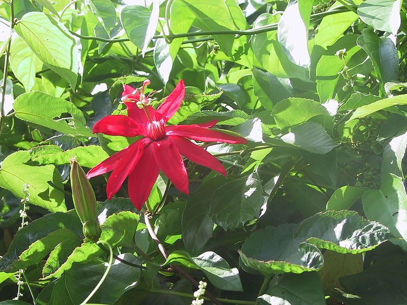 File:Passiflora vitifolia20020312.jpg