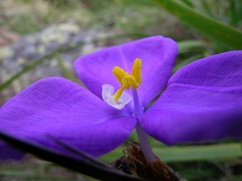 File:Patersonia sericea.jpg