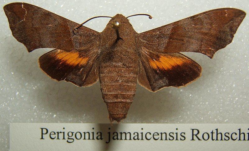 File:Perigonia jamaicensis sjh.JPG