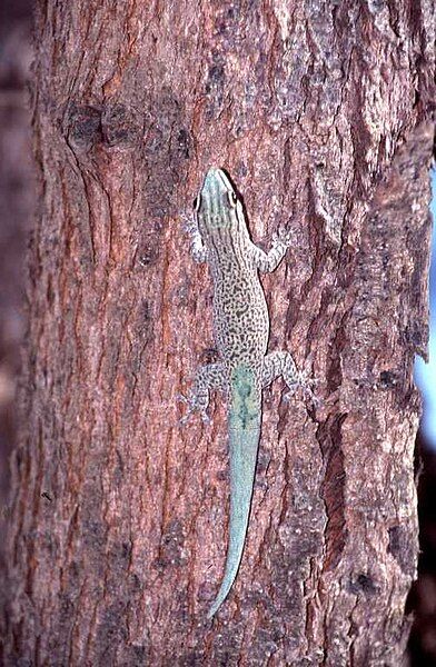 File:Phelsuma mutabilis.jpeg