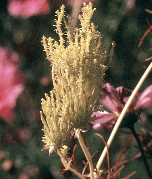 File:Phyllody on Cosmos.jpg