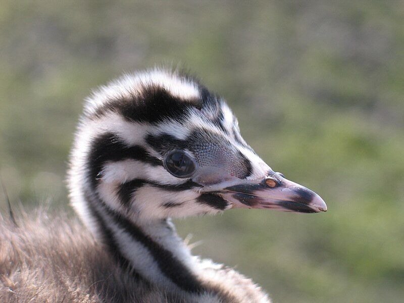 File:Podiceps cristatus juv.jpg