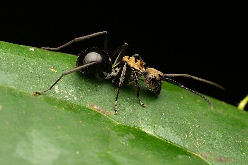 File:Polyrhachis sericata.jpg