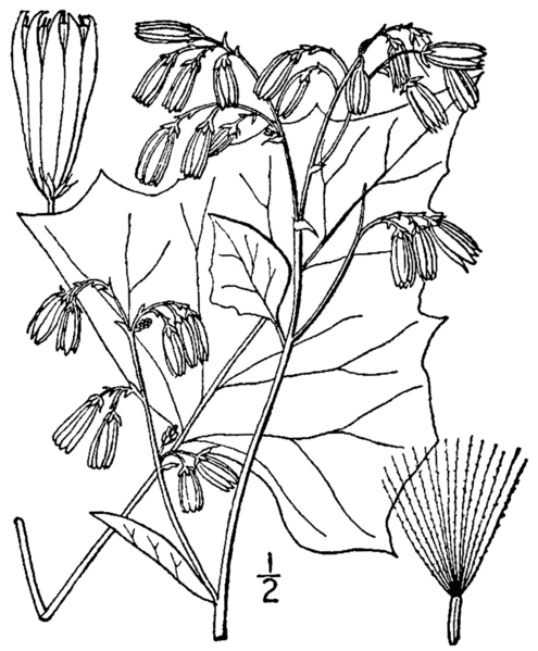 File:Prenanthes alba BB-1913-1.png