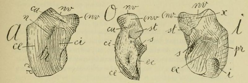 File:Proplatyarthrus talus bone.jpg