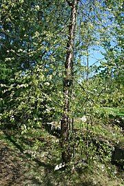 Tree in early summer