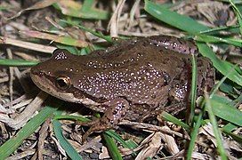 Boreal chorus frog