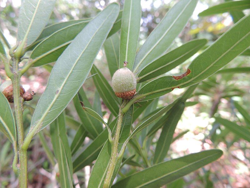 File:Quercus Mulleri.jpg