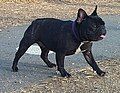 French Bulldog