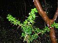 Spiny twigs of Rhaphithamnus spinosus.