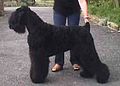 Russian Black Terrier