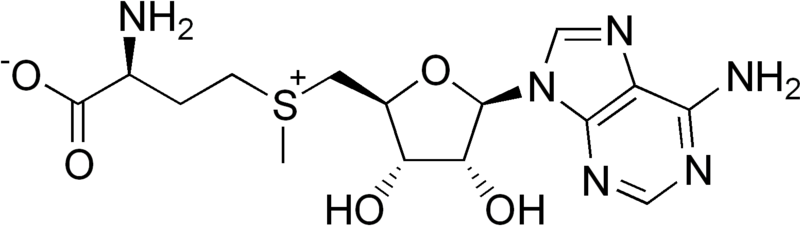 File:S-Adenosyl methionine.png