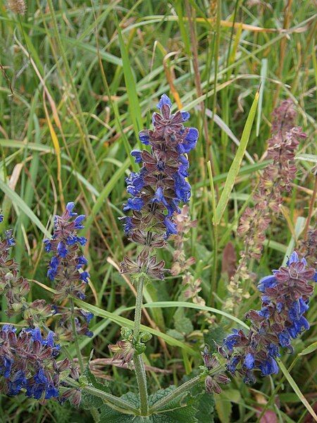 File:Salvia pratensis RHu02.jpg