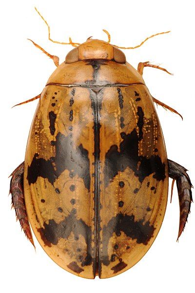 File:Sandracottus hunteri.jpg