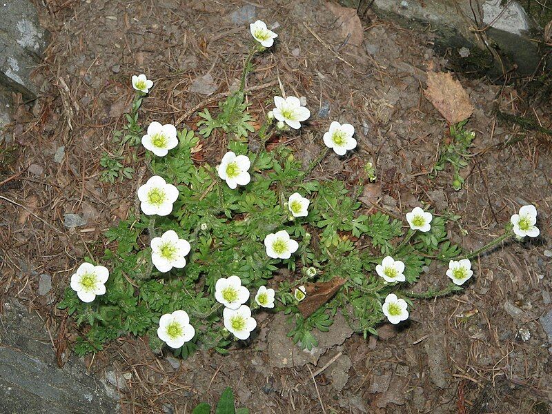 File:Saxifraga arendsii01.jpg