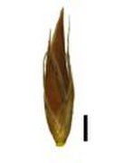 Spikelet (the black scale bar represents 1 mm)