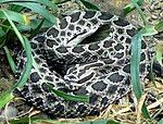 Massasauga (Sisturus catenatus)