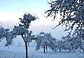 Snow accumulation in tree branches