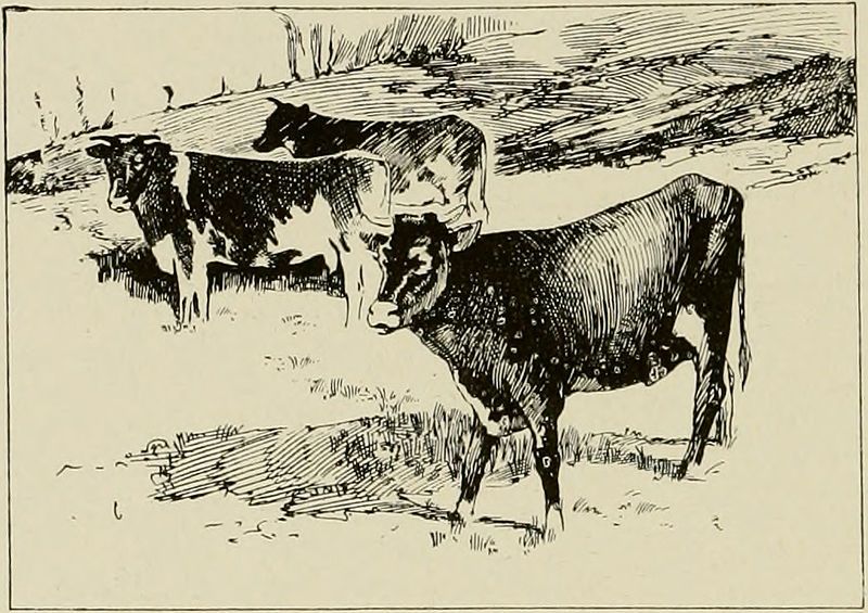 File:Sokotran Cattle.jpg