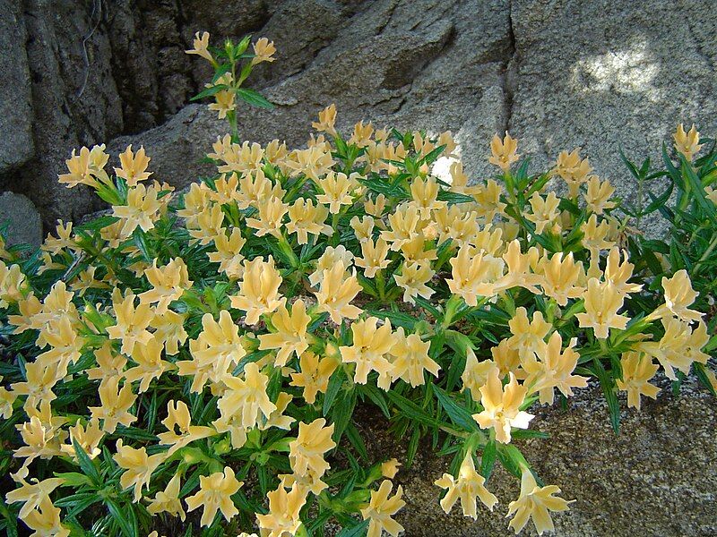 File:Stickymonkeyflower.jpg