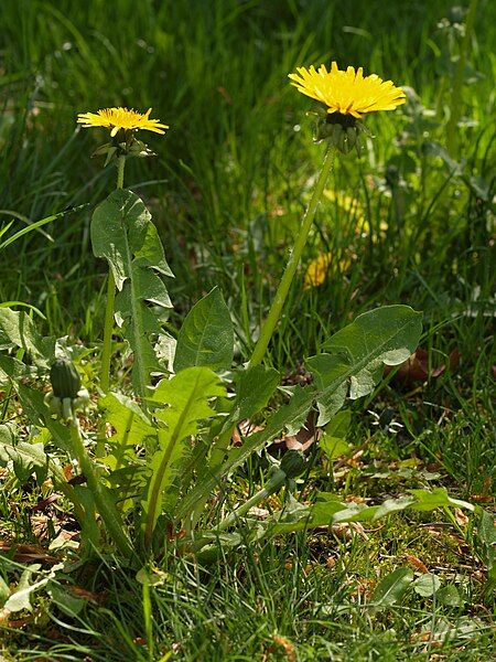 File:Taraxacum plant.jpg