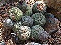 Tephrocactus alexanderi