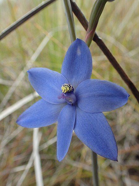 File:Thelymitra crinita (2).jpg