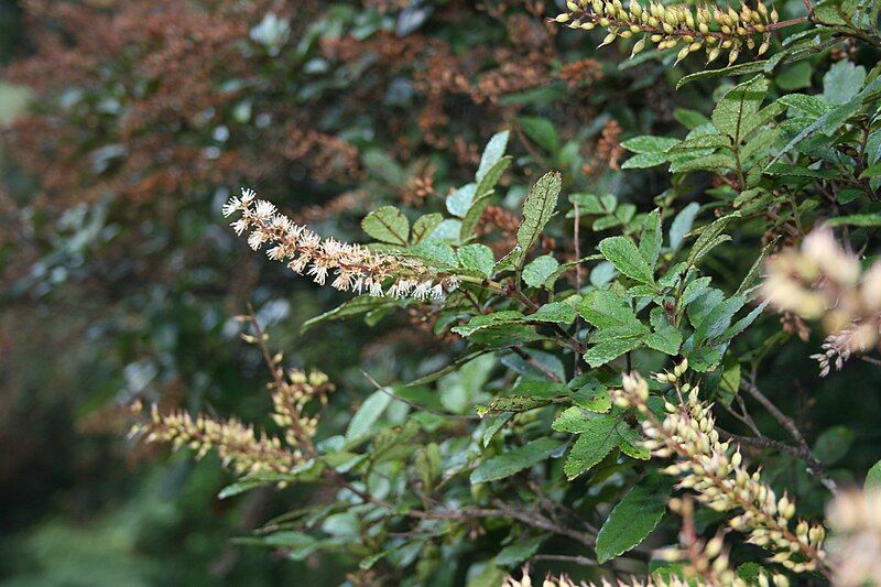 File:Towai-flowers.jpg