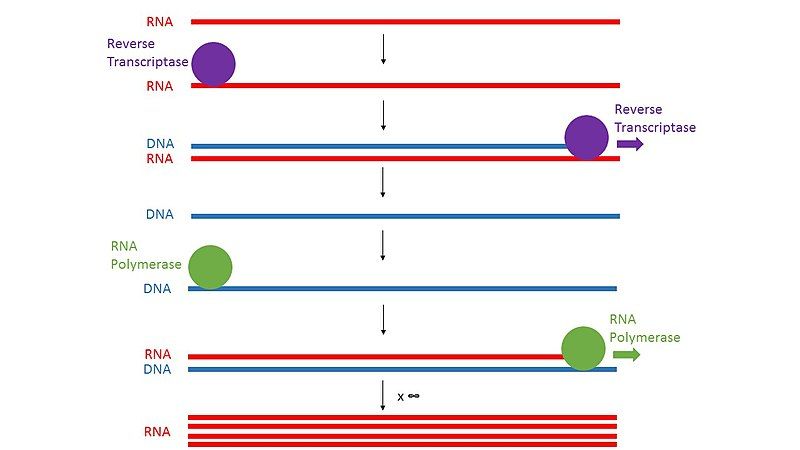 File:Transcription-mediated amplification.jpg