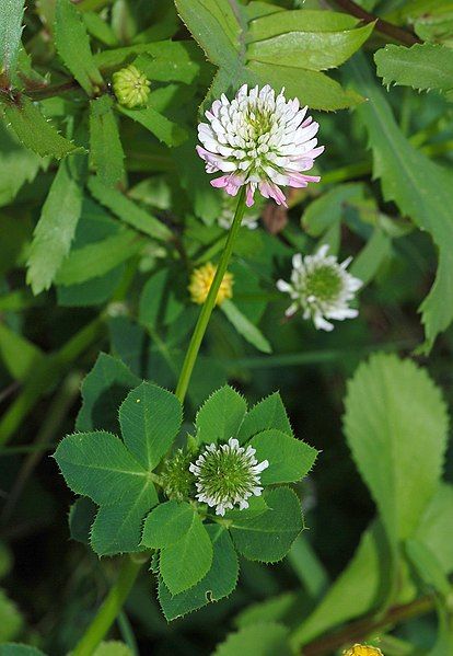 File:Trifolium April 2010-2.jpg