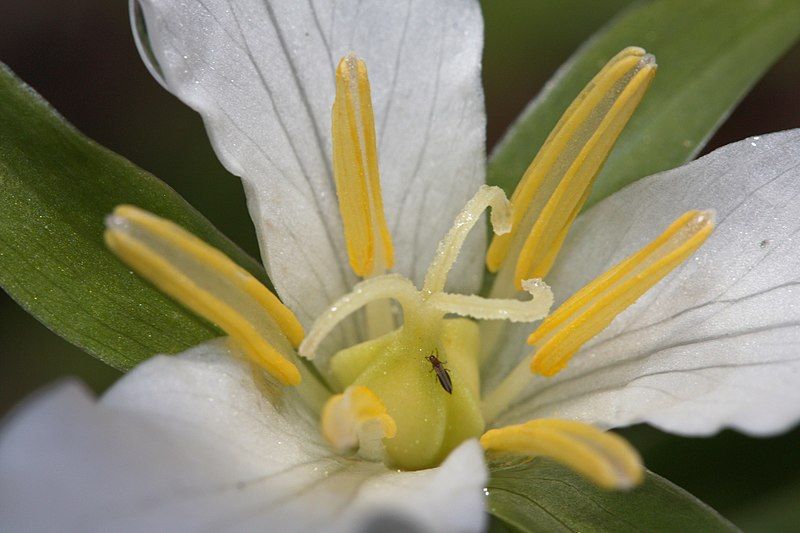 File:Trillium ovatum 1292.JPG