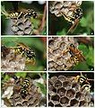 Paper wasp