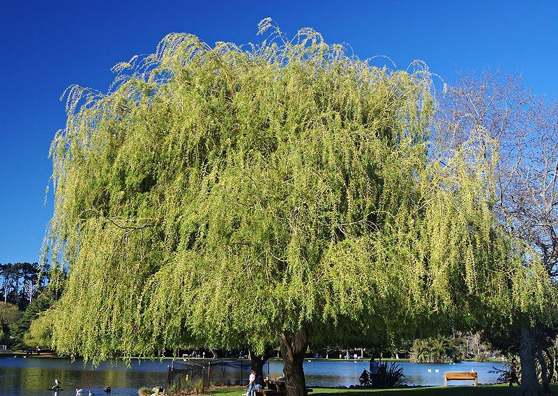 File:Weeping Willow.jpg