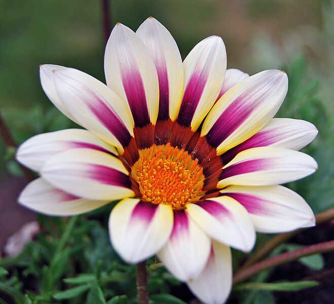 File:WhiteGazania.JPG