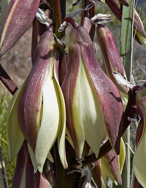 File:Yucca baccata 3.jpg