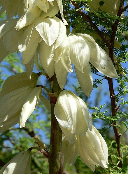 File:Yucca thompsoniana close.jpg