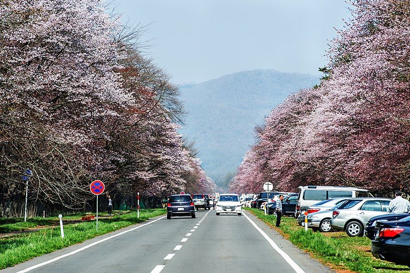 File:二十間道路櫻並木.jpg