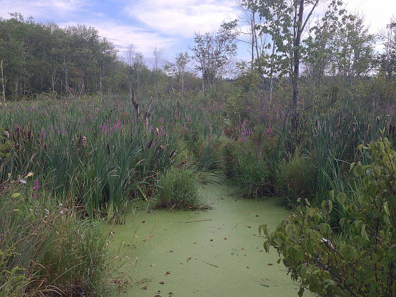 File:Acton Massachusetts wetlands.jpg