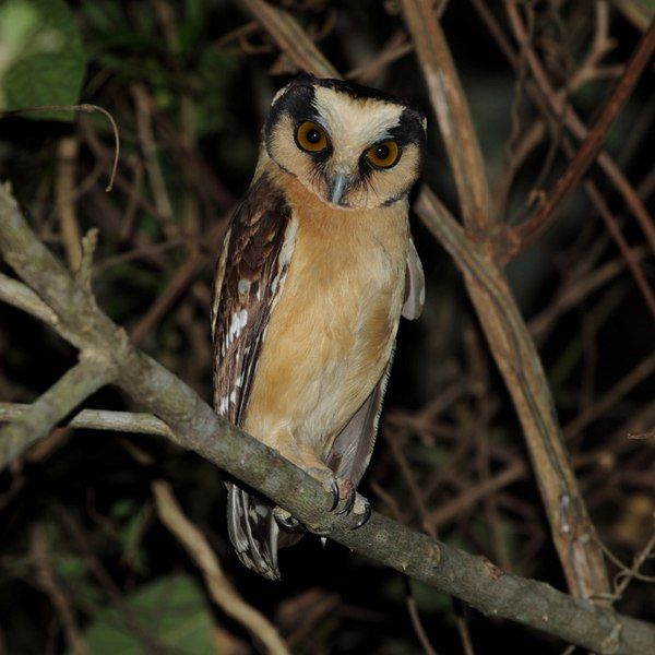 File:Aegolius harrisii-Buff-fronted Owl.jpg