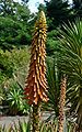 Aloe africana