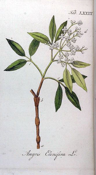 File:Amyris Elenifera Ypey73.jpg