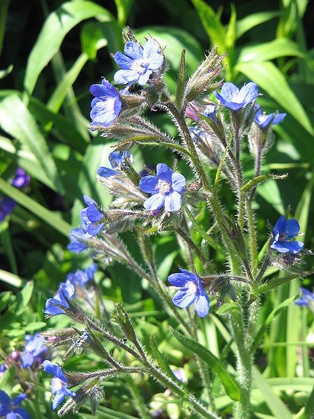 File:Anchusa azurea02.jpg