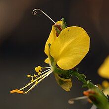 Close-up profile view inflorescence