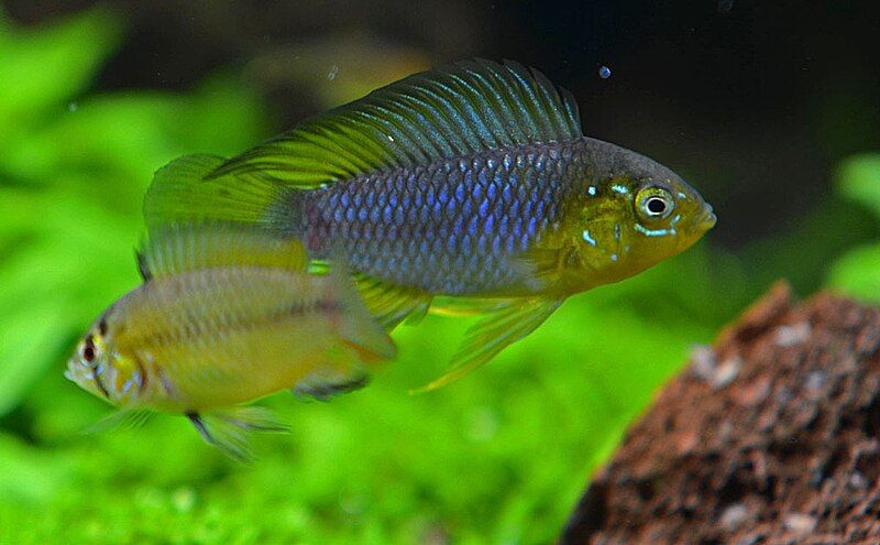 File:Apistogramma borellii.jpg