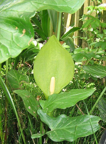 File:Arum italicum flower.jpg